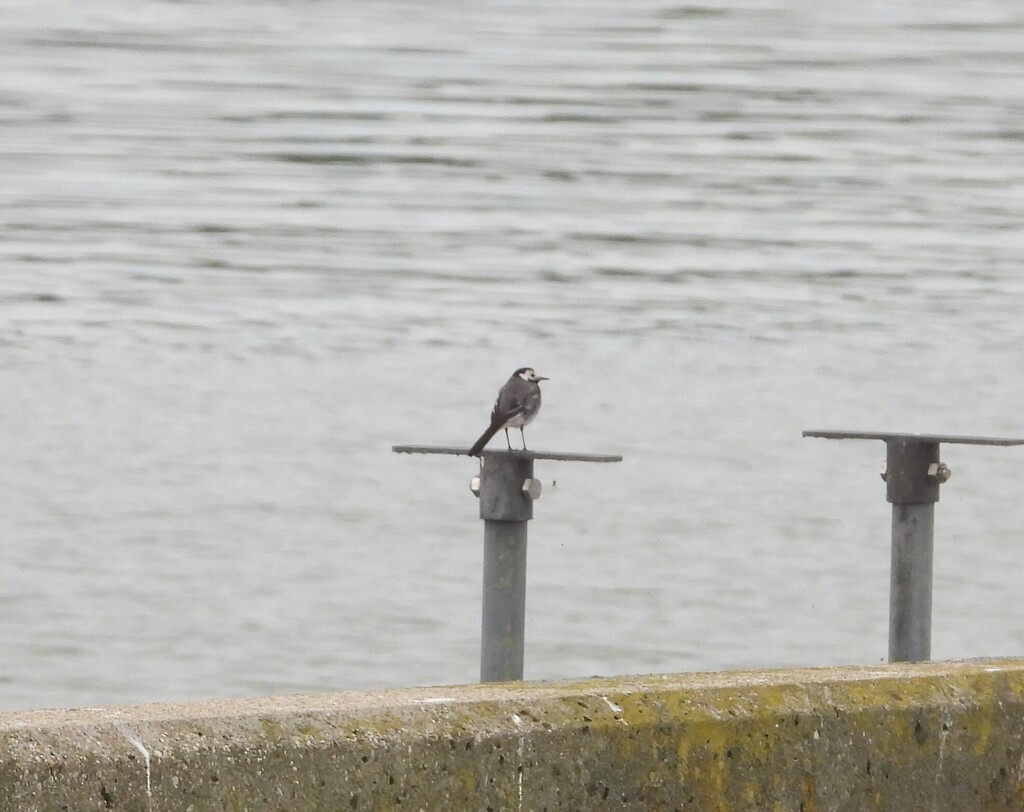 白鶺鴒 - ML643115340