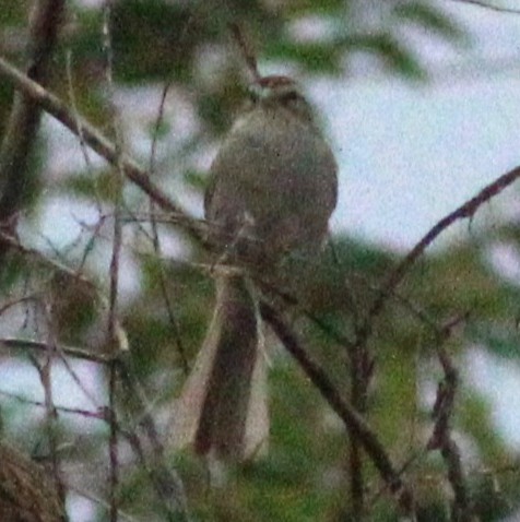 Rufous-crowned Sparrow - ML643115341