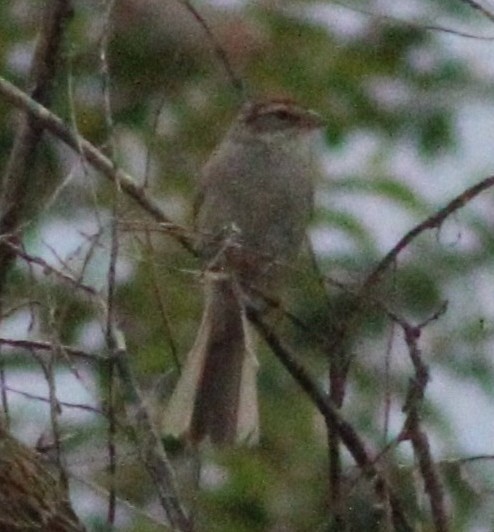 Rufous-crowned Sparrow - ML643115346