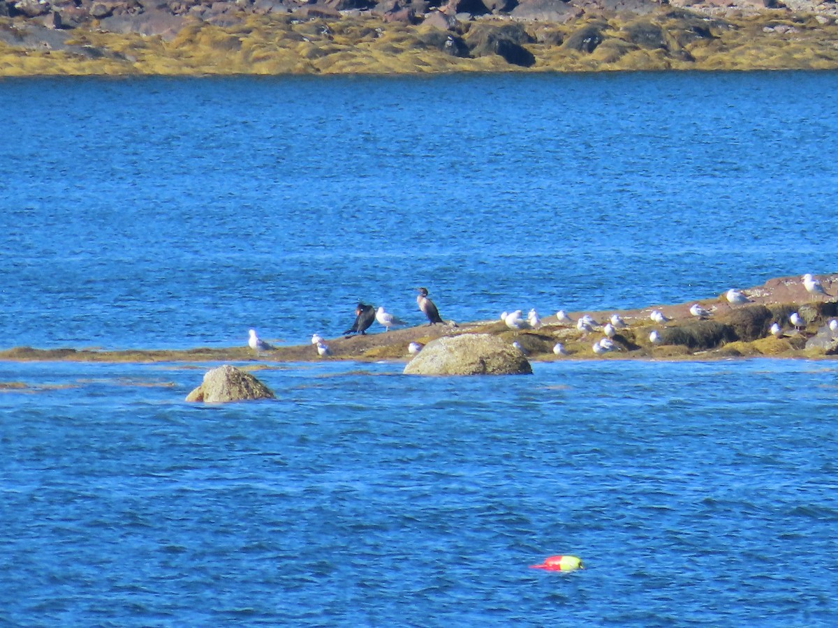 Kormoran - ML643115348