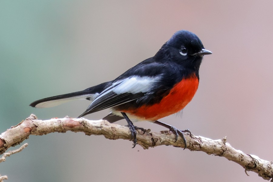 Painted Redstart - ML643115356