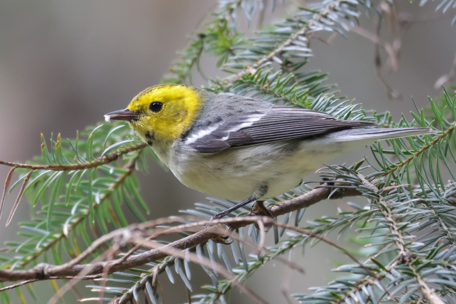 Hermit Warbler - ML643115369