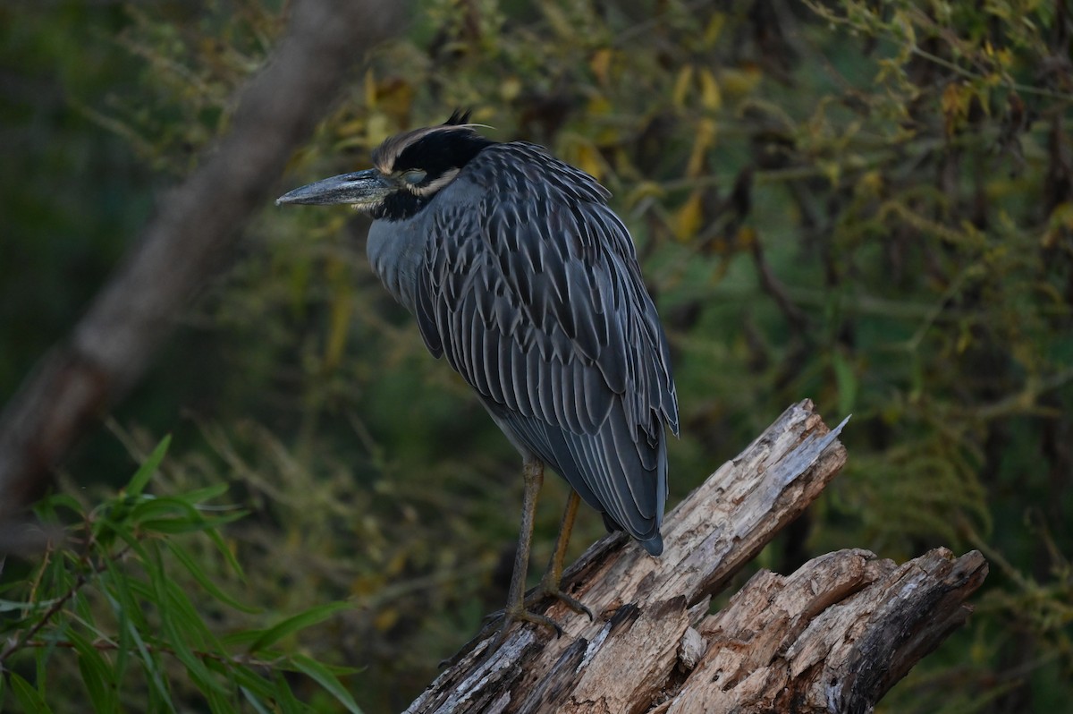 Yellow-crowned Night Heron - ML643115370