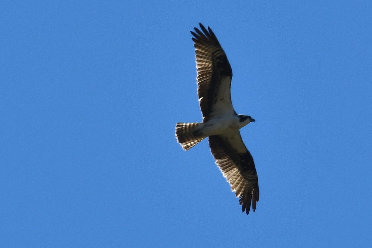Osprey - ML643115374
