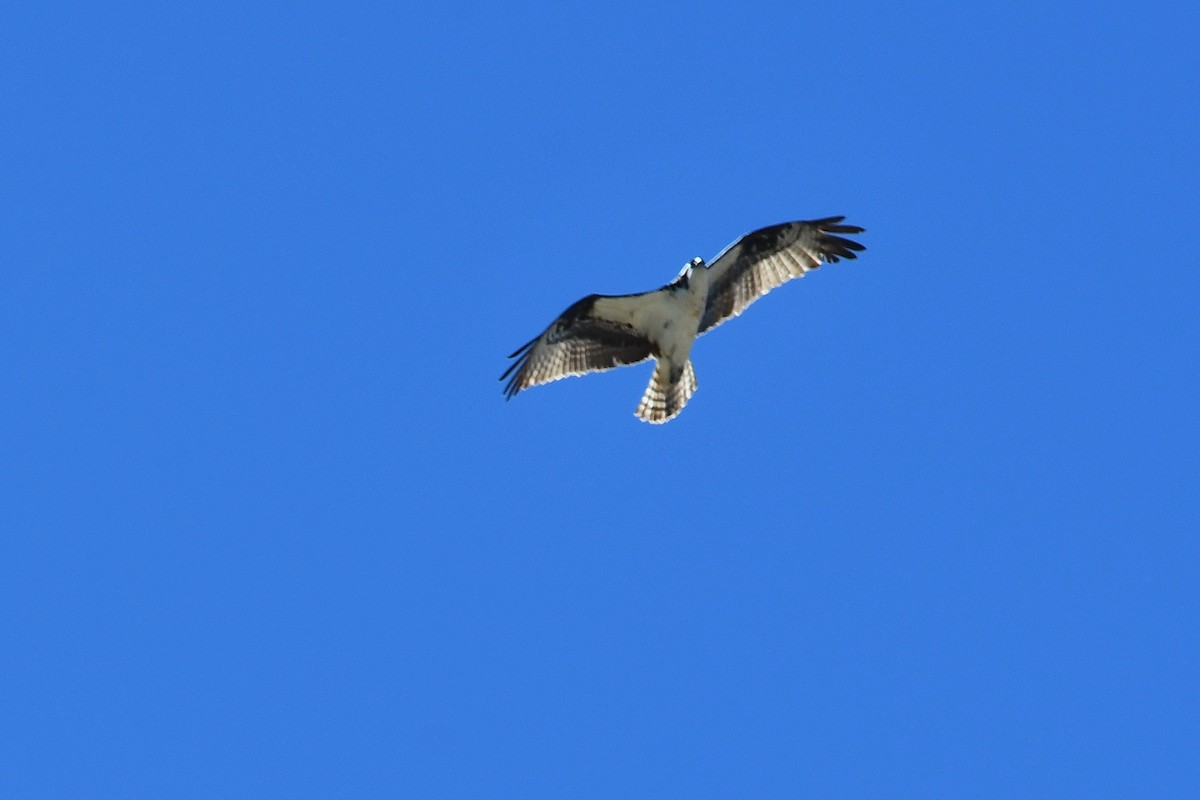 Osprey - ML643115381