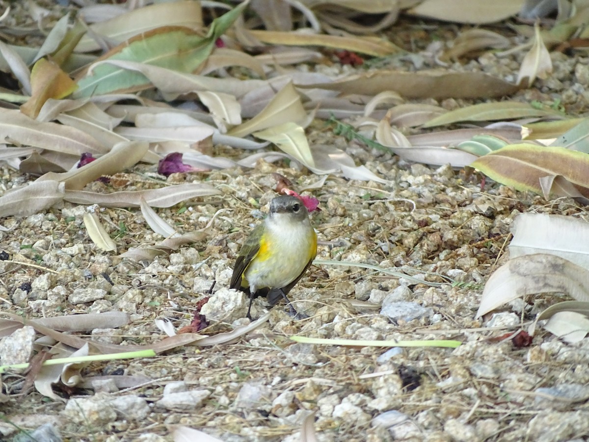 American Redstart - ML643115393