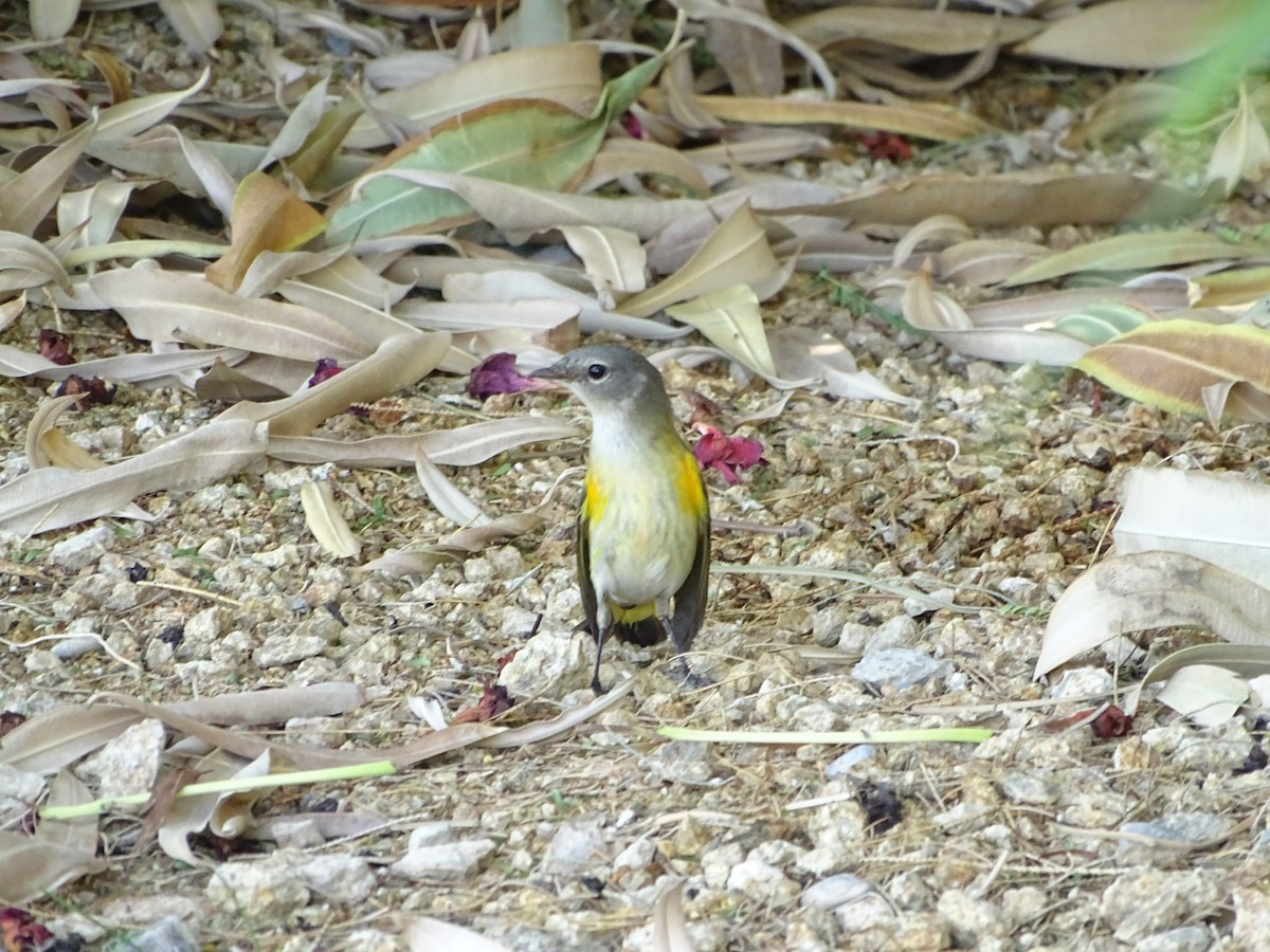 American Redstart - ML643115394