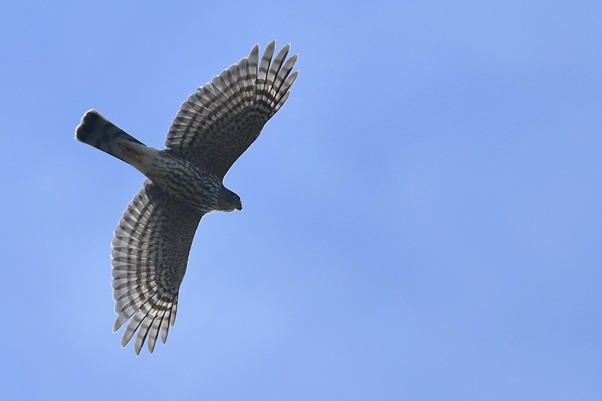 Sharp-shinned Hawk - ML643115397
