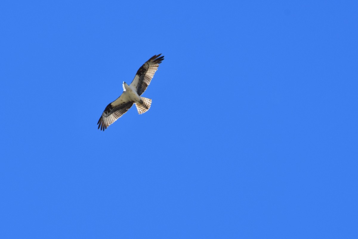 Osprey - ML643115400