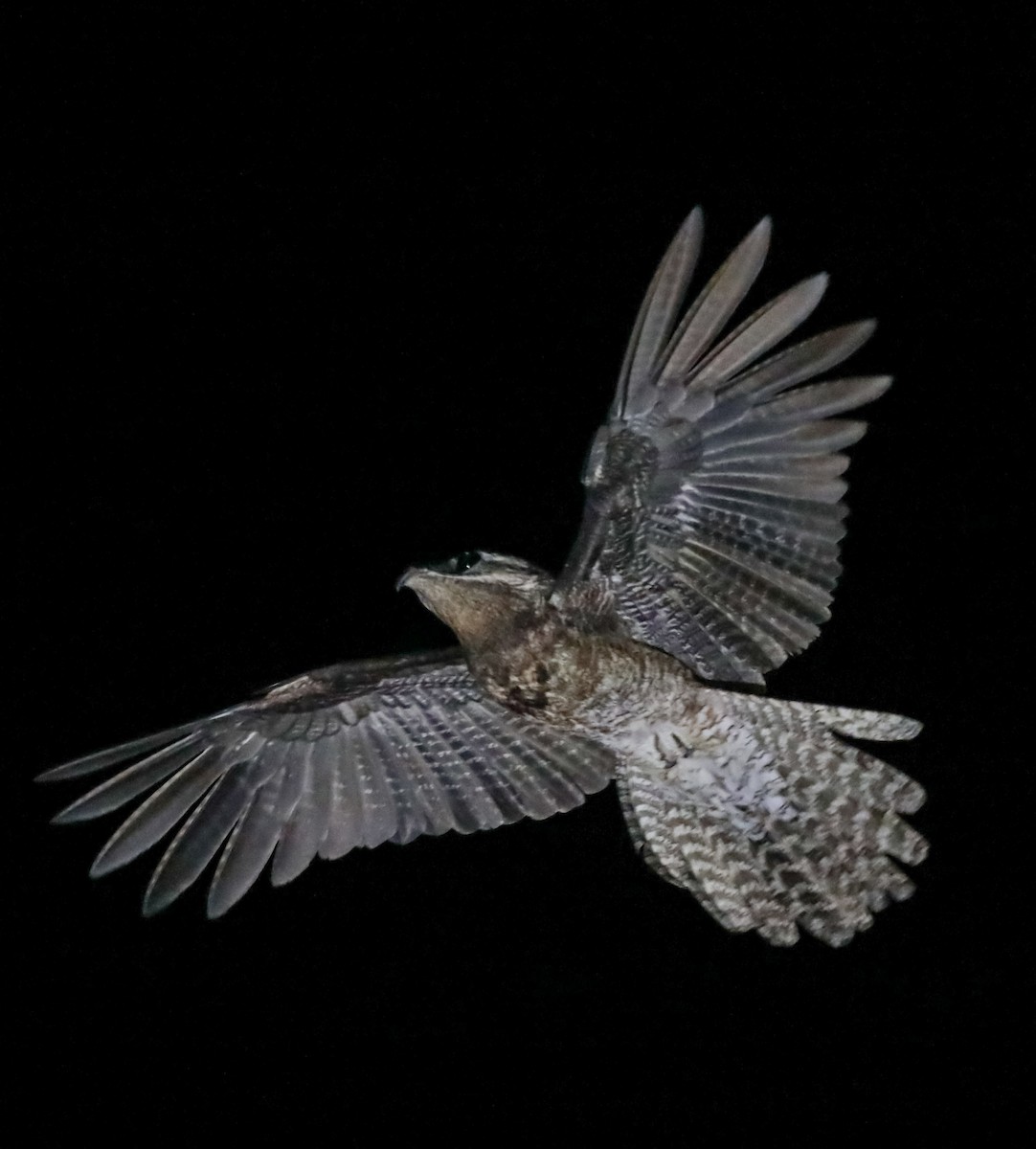 Great Potoo - ML643115402