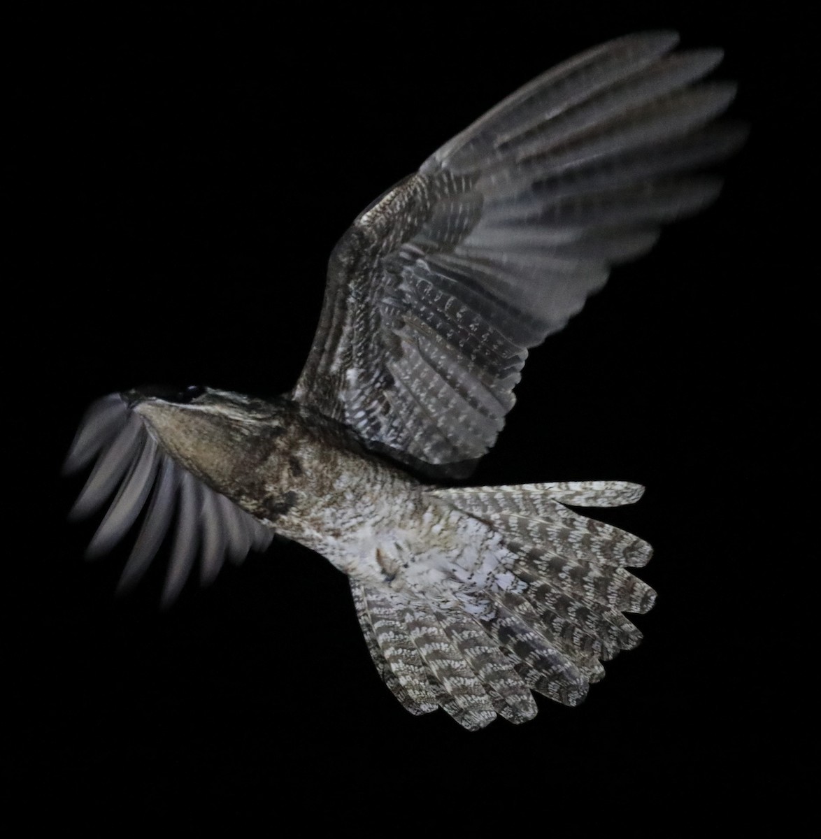 Great Potoo - ML643115403