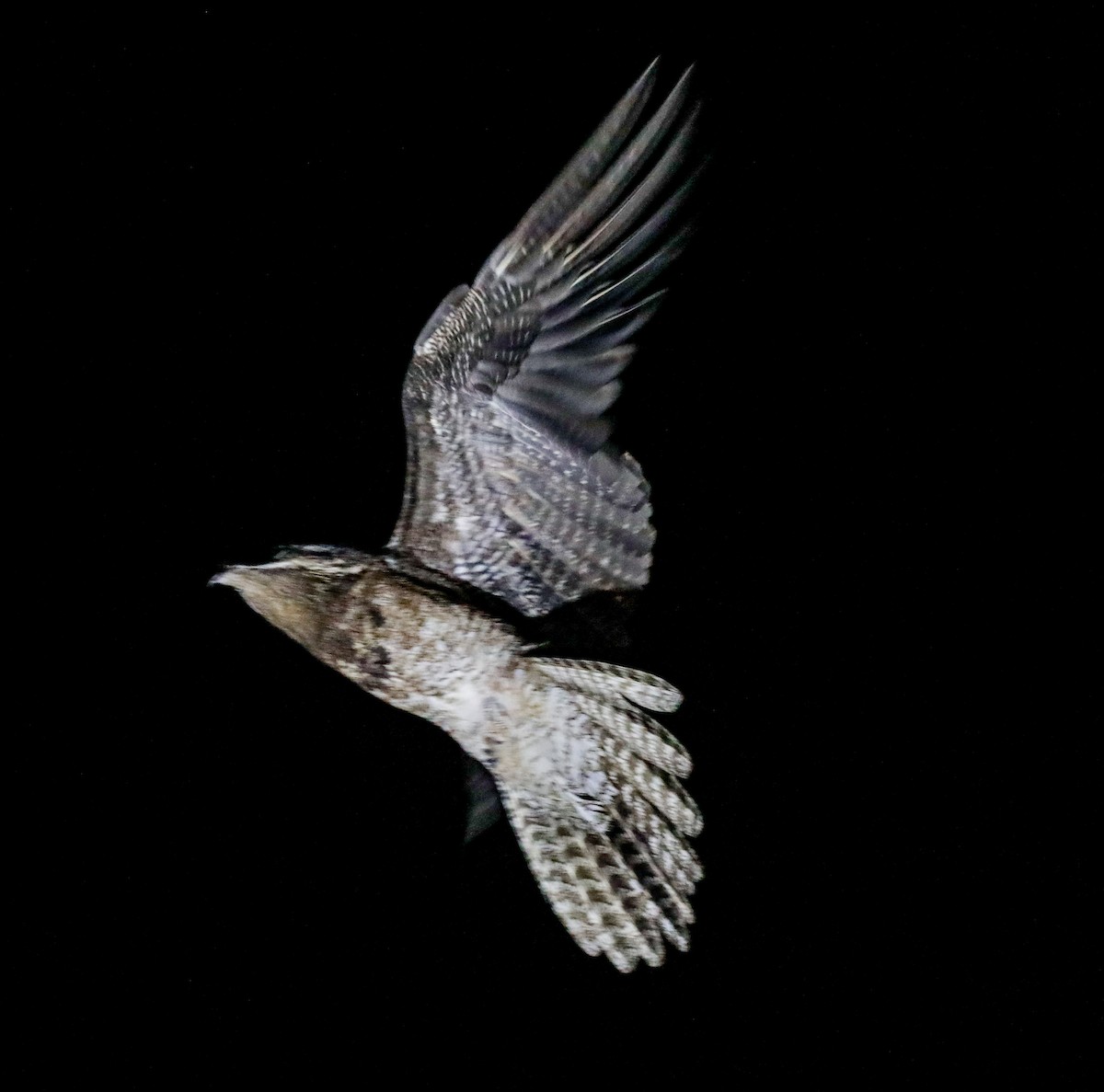 Great Potoo - ML643115404