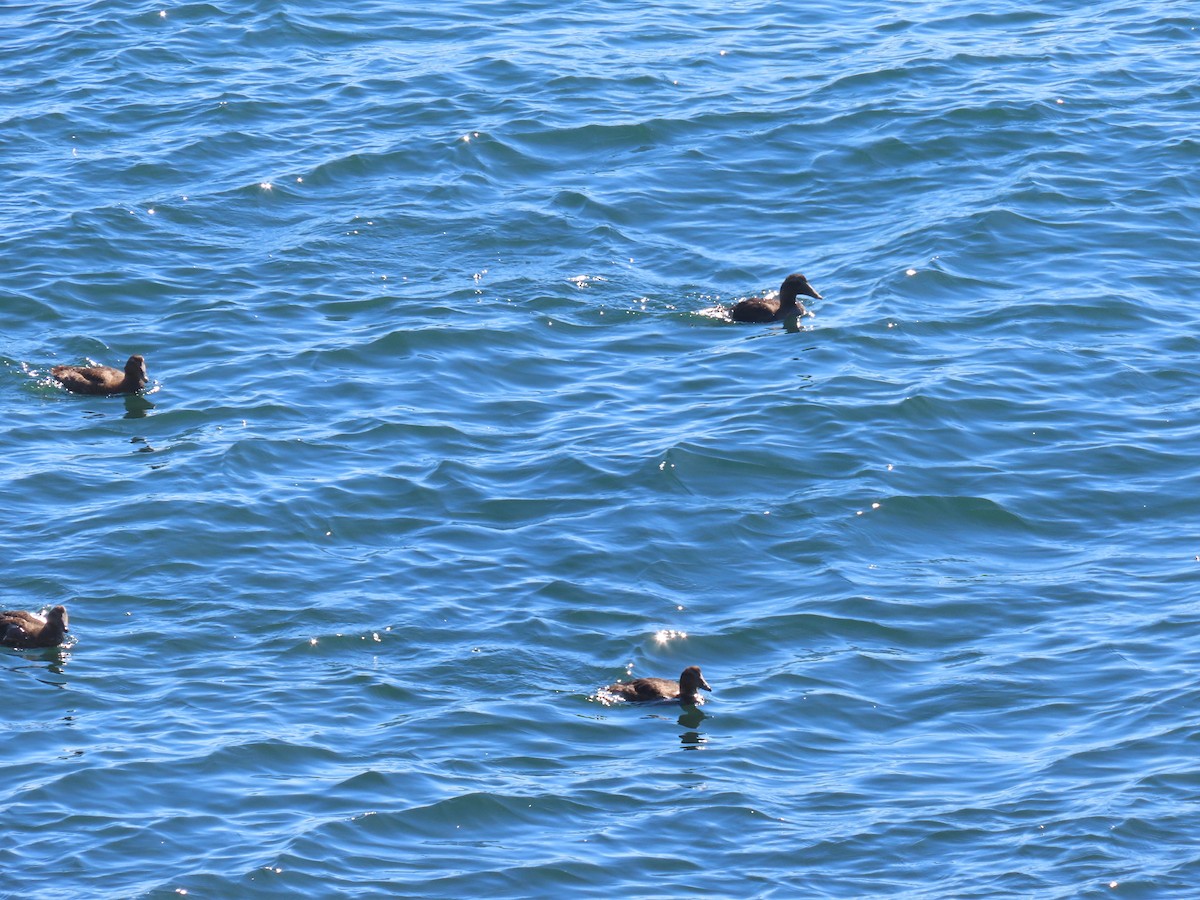 Common Eider - ML643115418