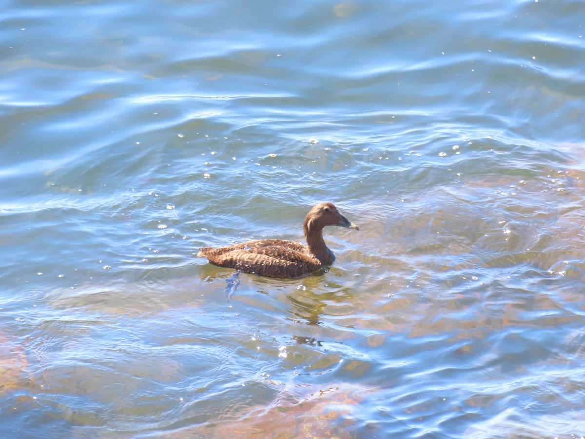 Common Eider - ML643115421