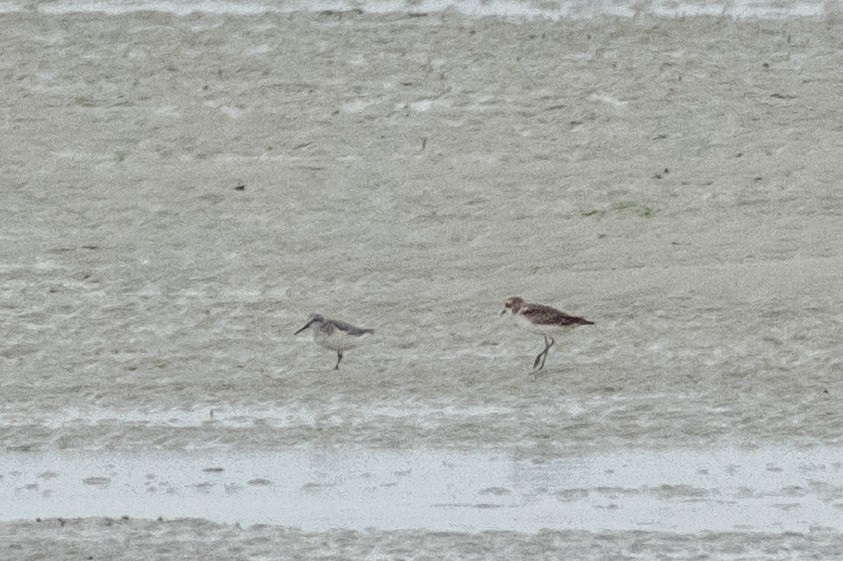 Broad-billed Sandpiper - ML643115422