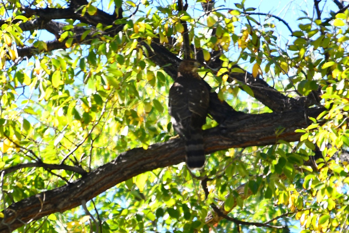 Cooper's Hawk - ML643115423