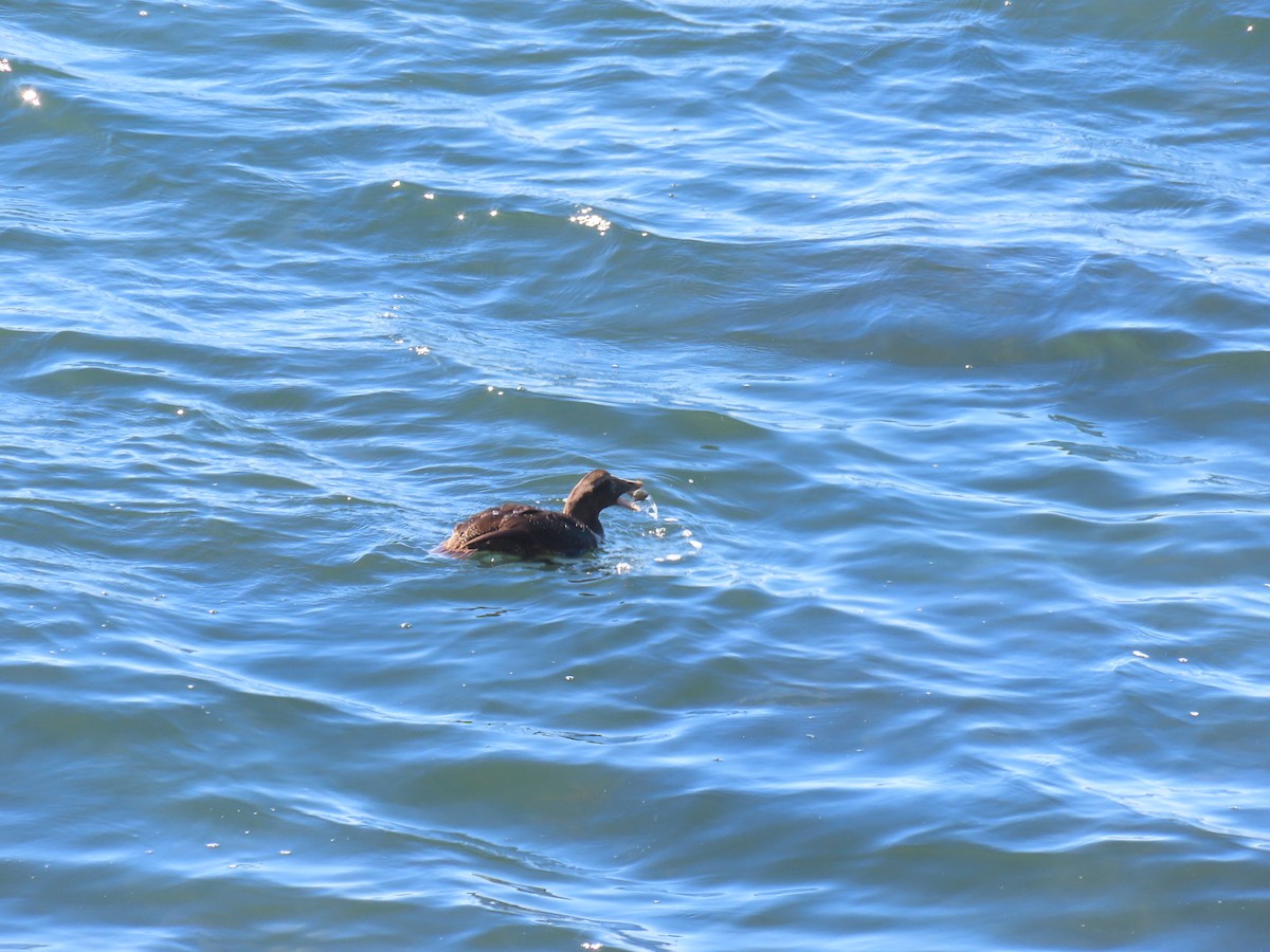 Common Eider - ML643115424