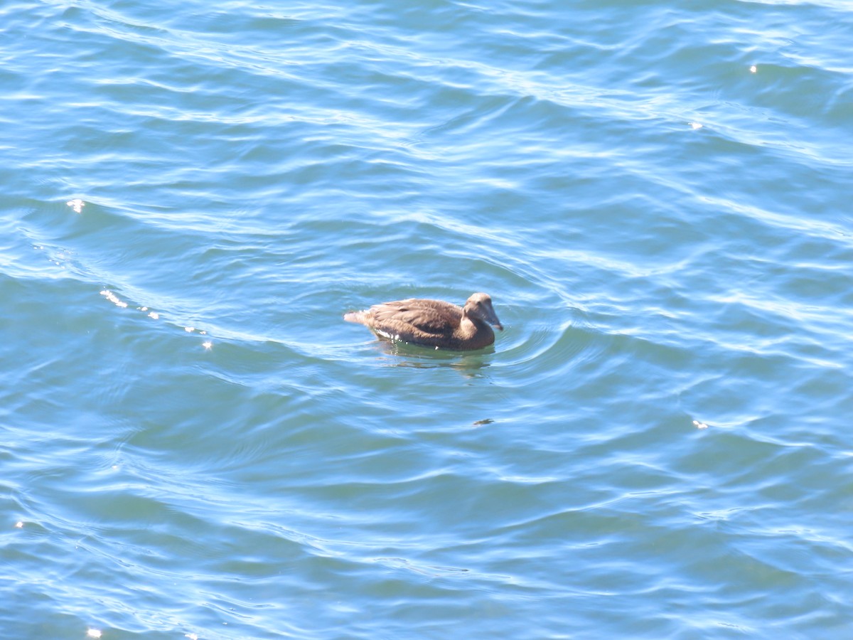 Common Eider - ML643115436