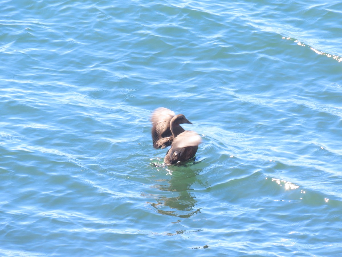 Common Eider - ML643115443