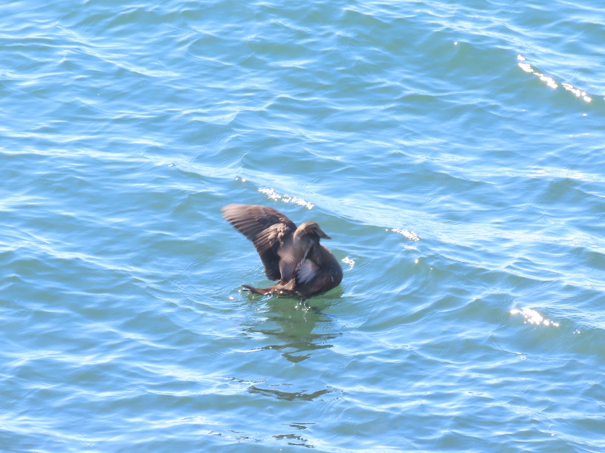 Common Eider - ML643115444