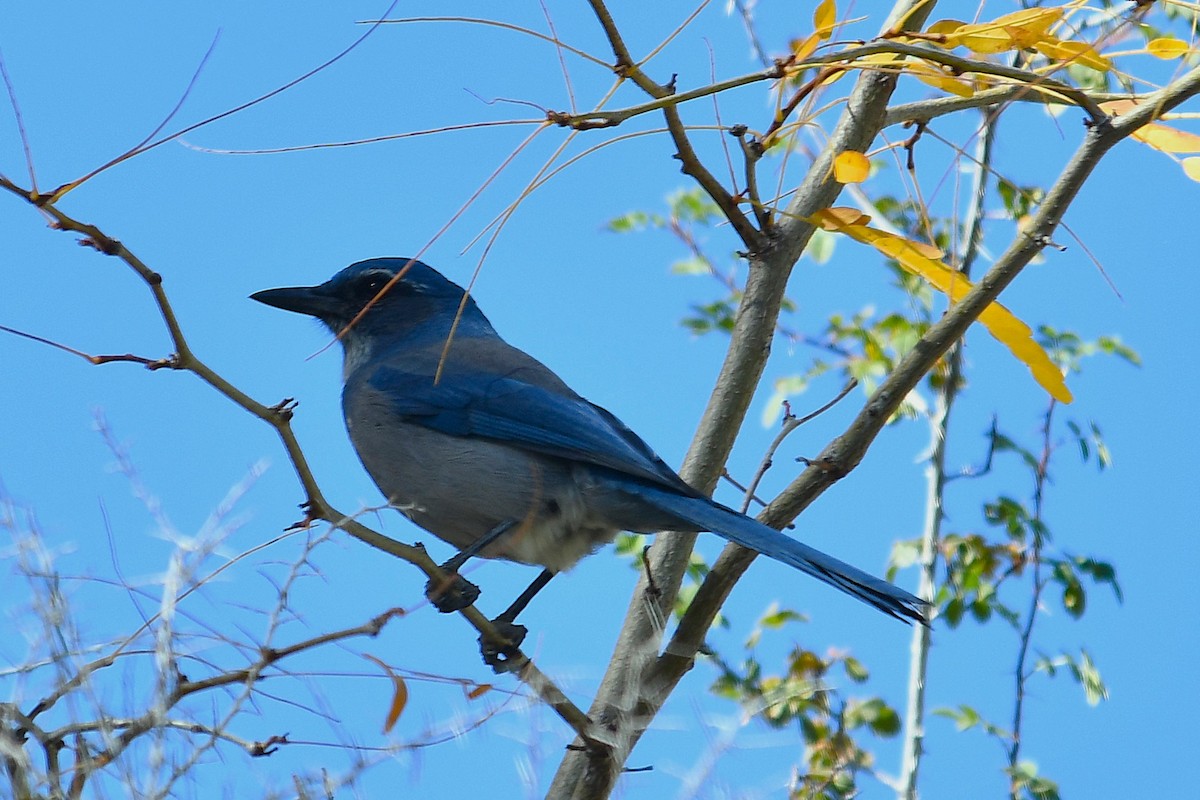 Woodhouse's Scrub-Jay - ML643115451
