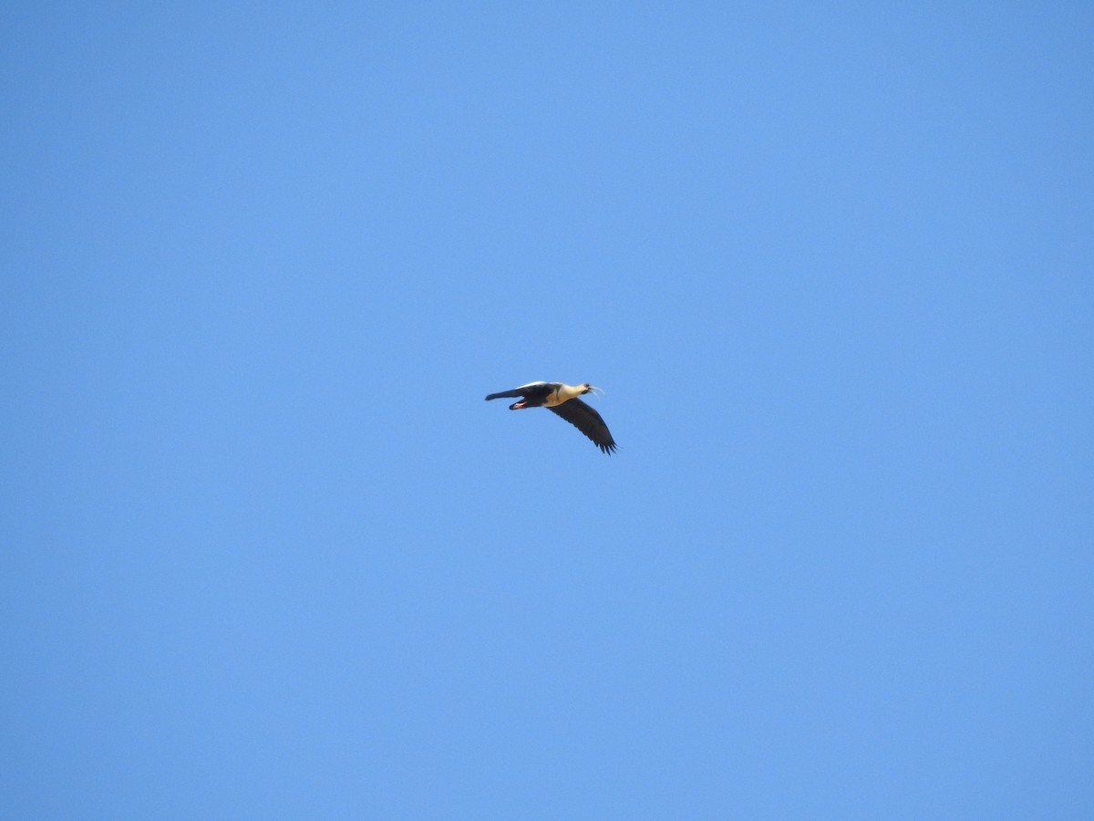 Black-faced Ibis - ML643115454