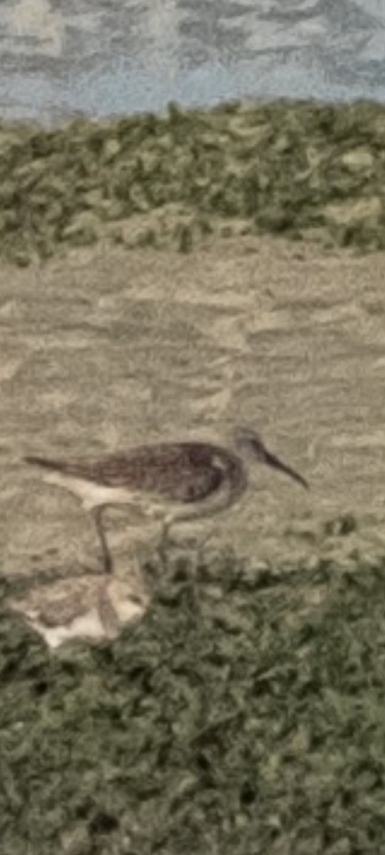 Curlew Sandpiper - ML643115465