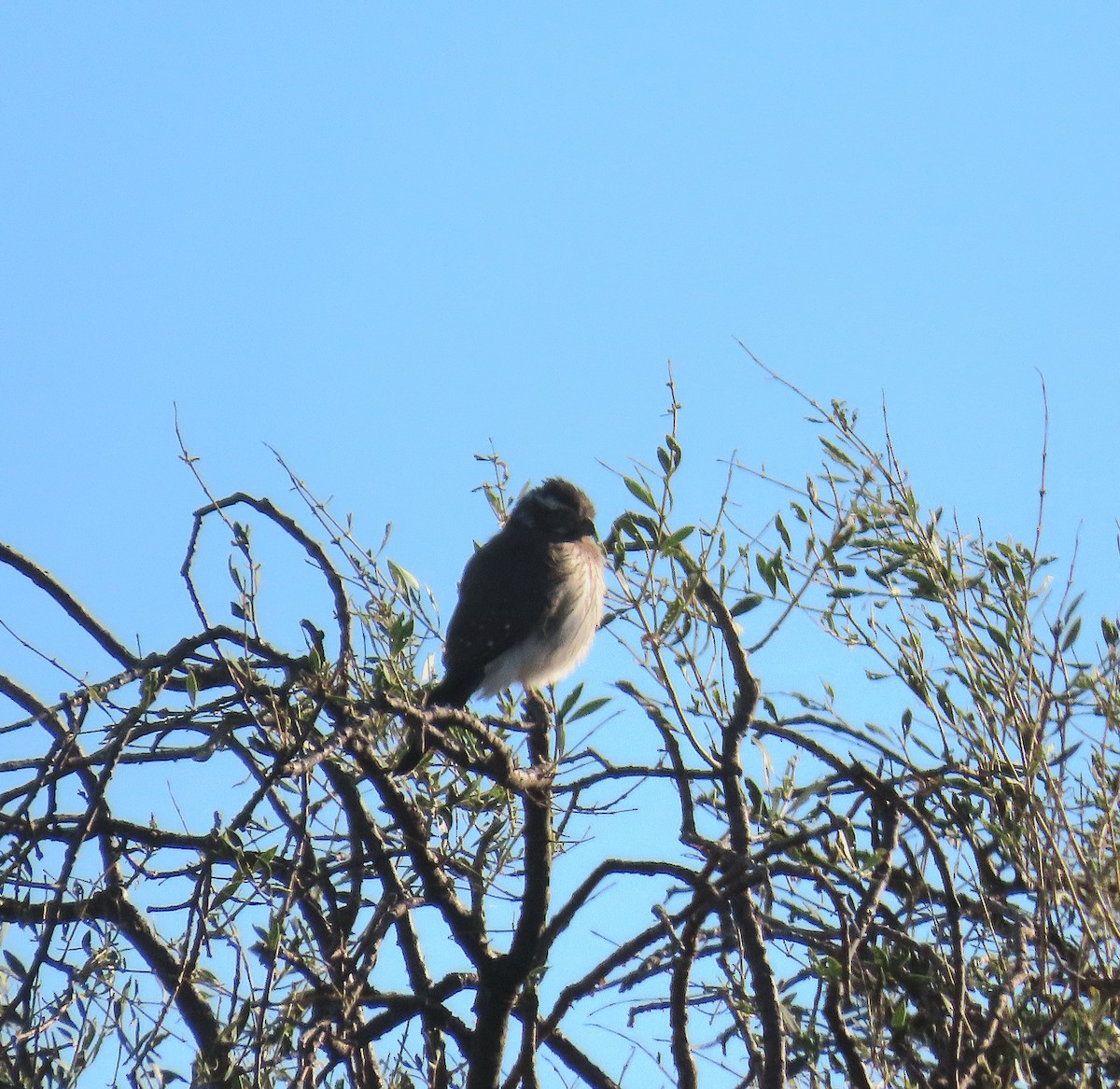 Spot-winged Falconet - ML643115470