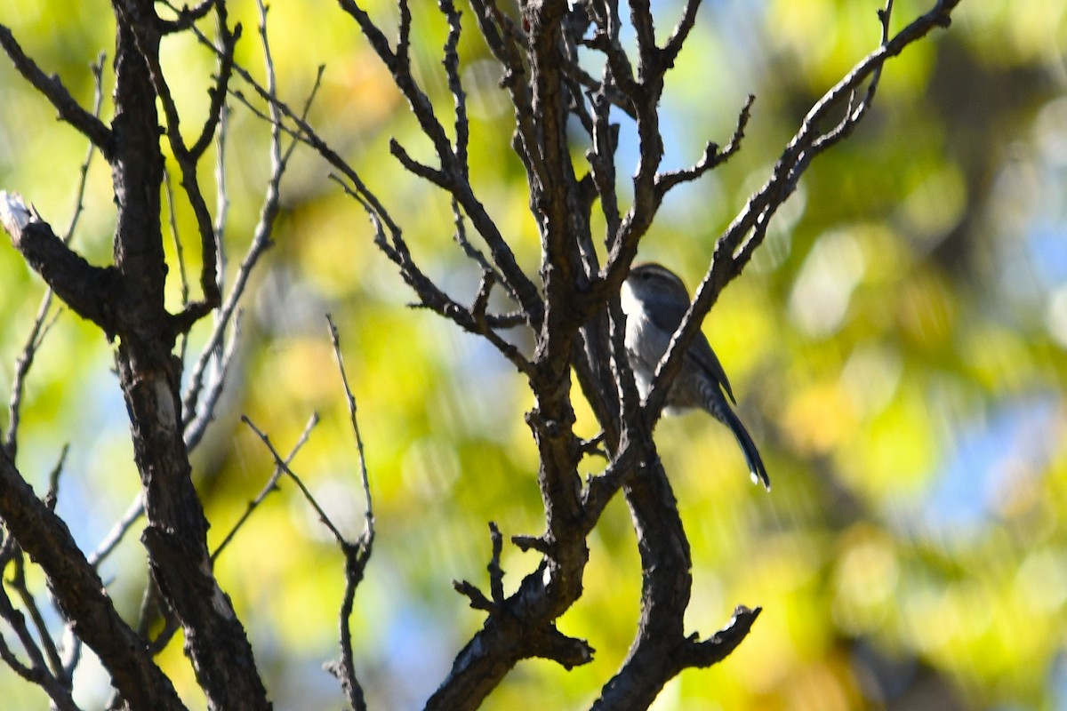 Bewick's Wren - ML643115479