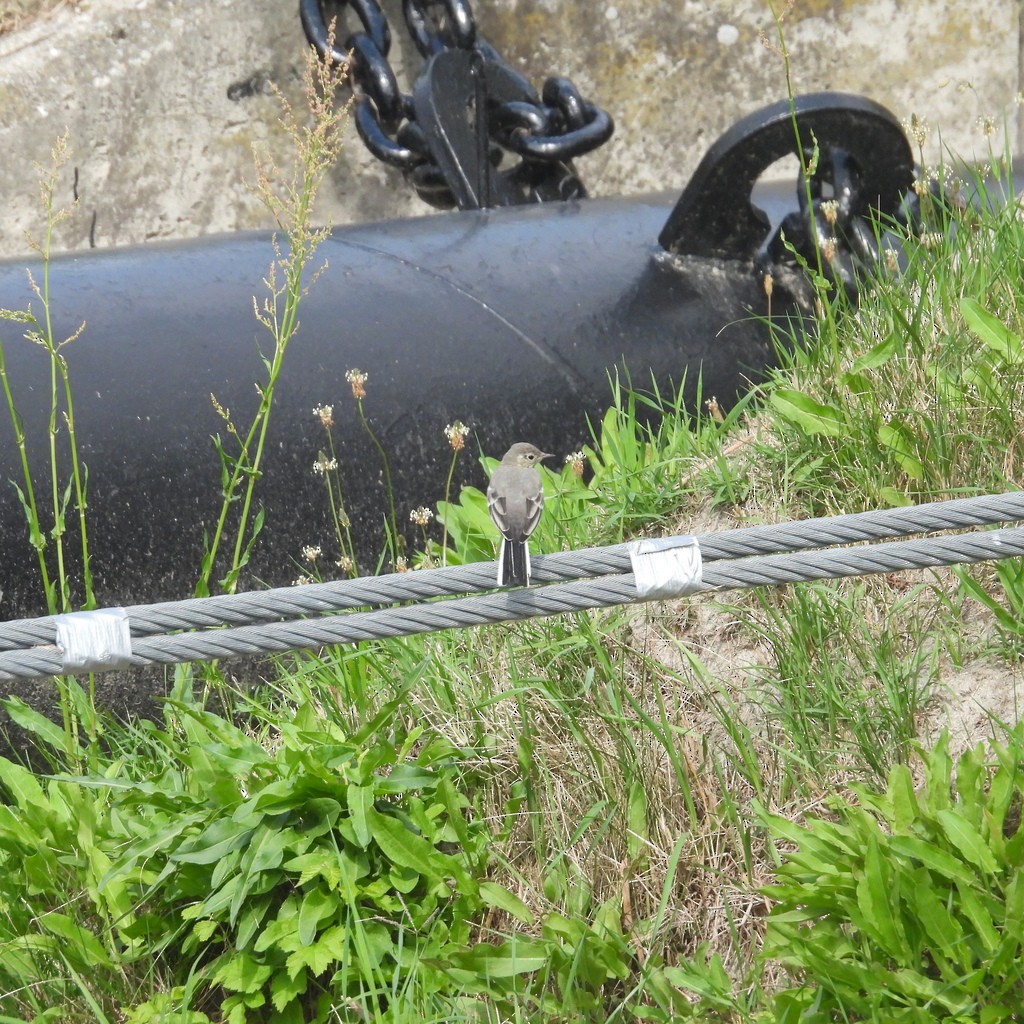 白鶺鴒 - ML643115496