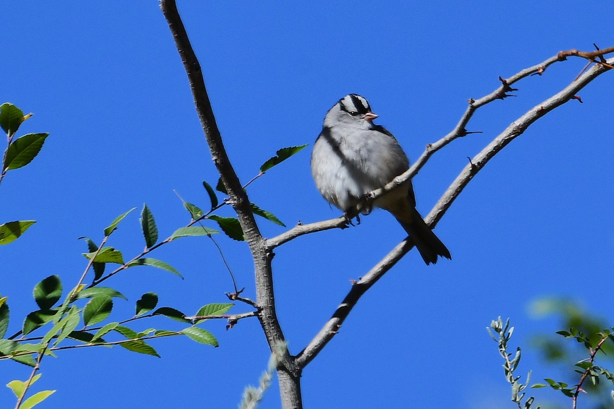 White-crowned Sparrow - ML643115514
