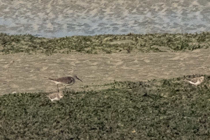 Curlew Sandpiper - ML643115539