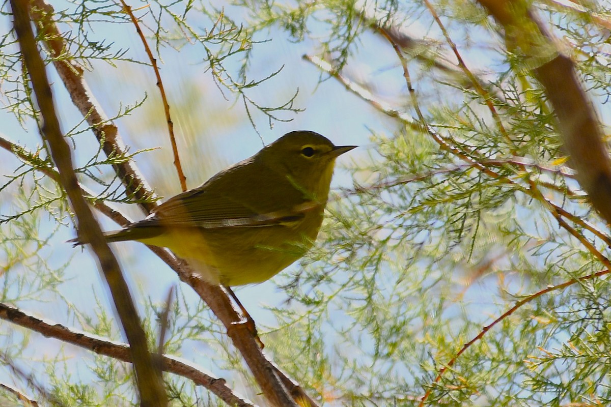 Orange-crowned Warbler - ML643115545