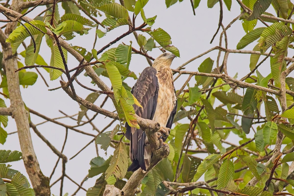 White-bellied Sea-Eagle - ML643115548