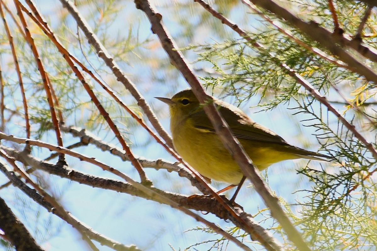 Orange-crowned Warbler - ML643115549