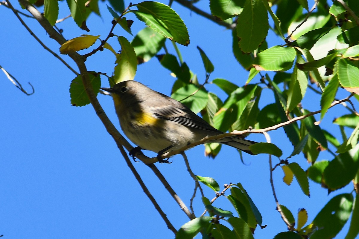 Yellow-rumped Warbler - ML643115566