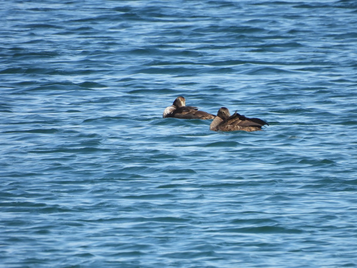 Common Eider - ML643115570