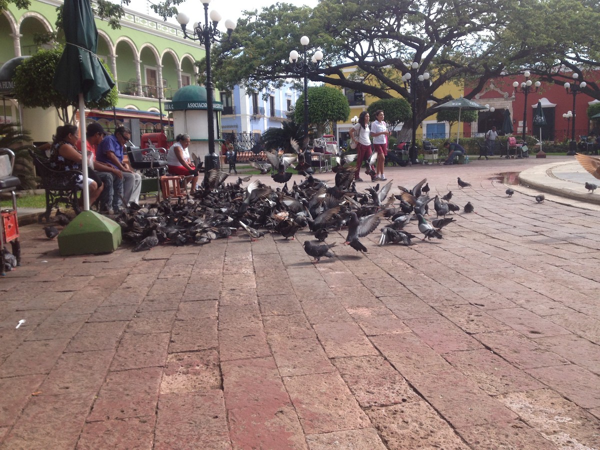 Rock Pigeon (Feral Pigeon) - ML643115573