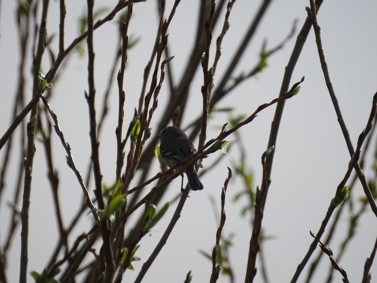 Straneck's Tyrannulet - ML643115577