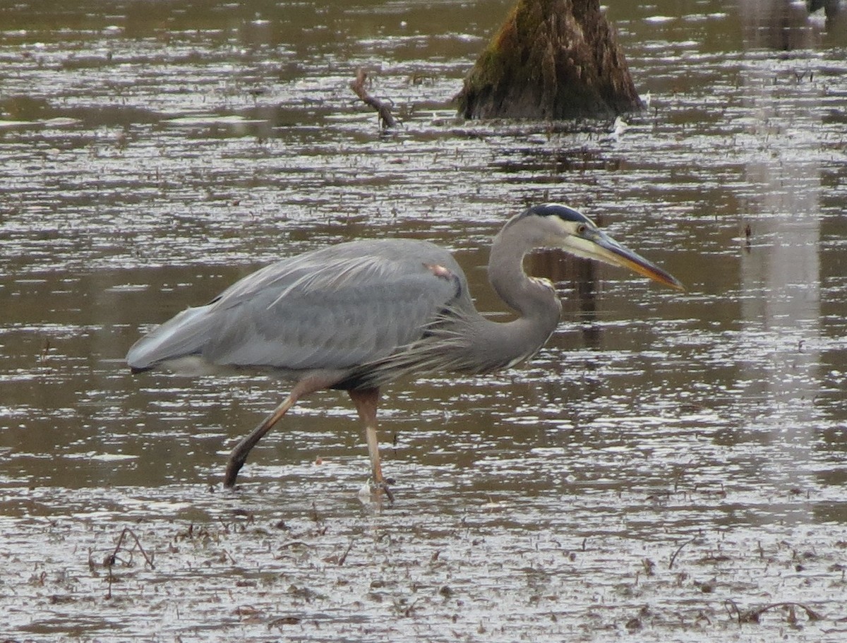 Great Blue Heron - ML643115584