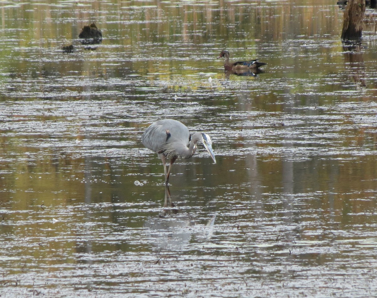 Great Blue Heron - ML643115585