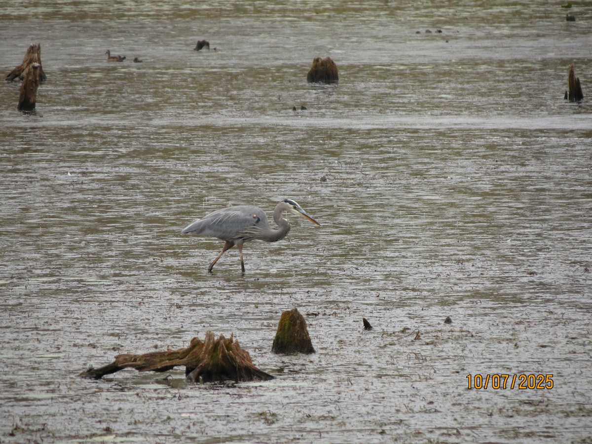 Great Blue Heron - ML643115586
