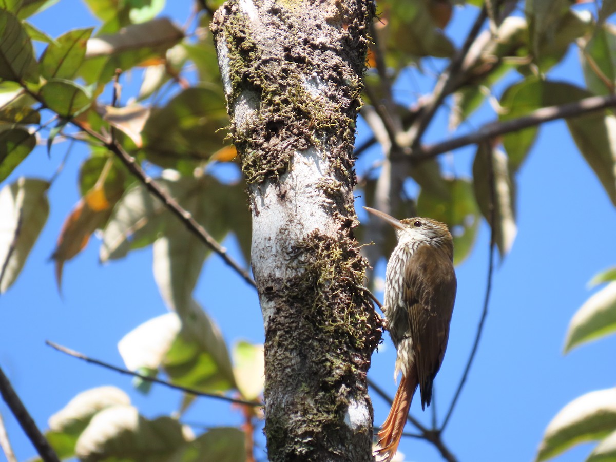 Scaled Woodcreeper - ML643115601