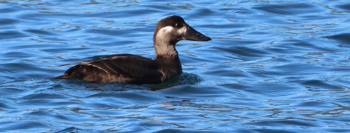Surf Scoter - ML643115604