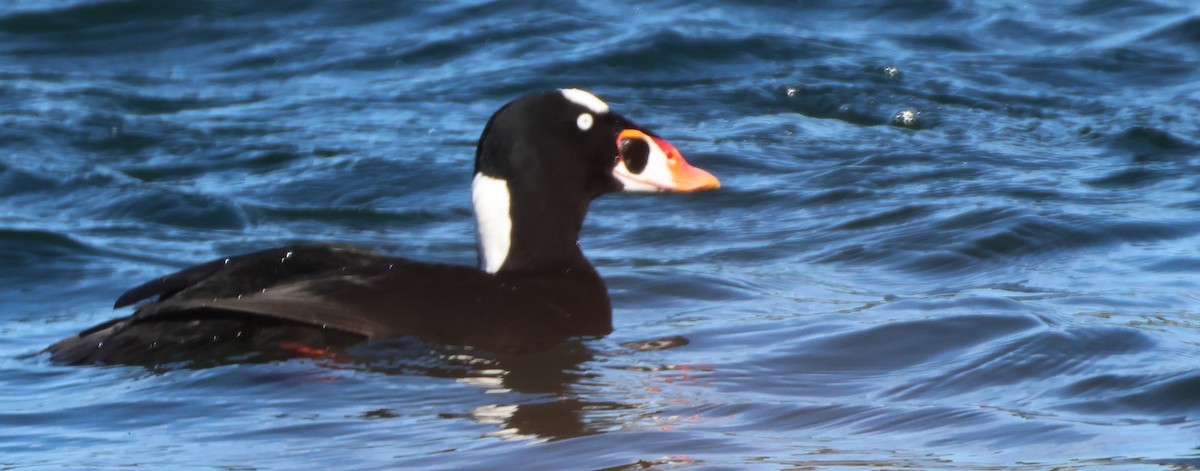 Surf Scoter - ML643115613