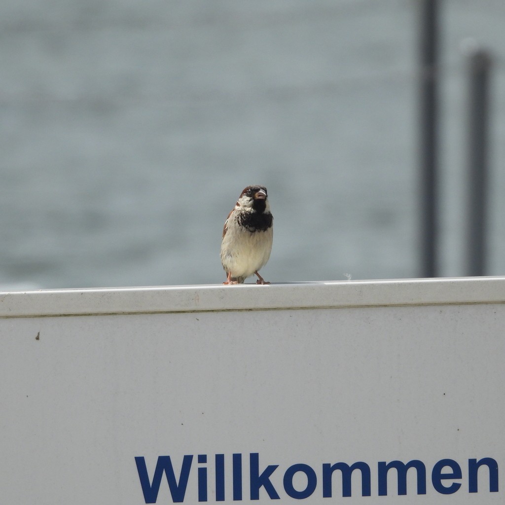 家麻雀 - ML643115616