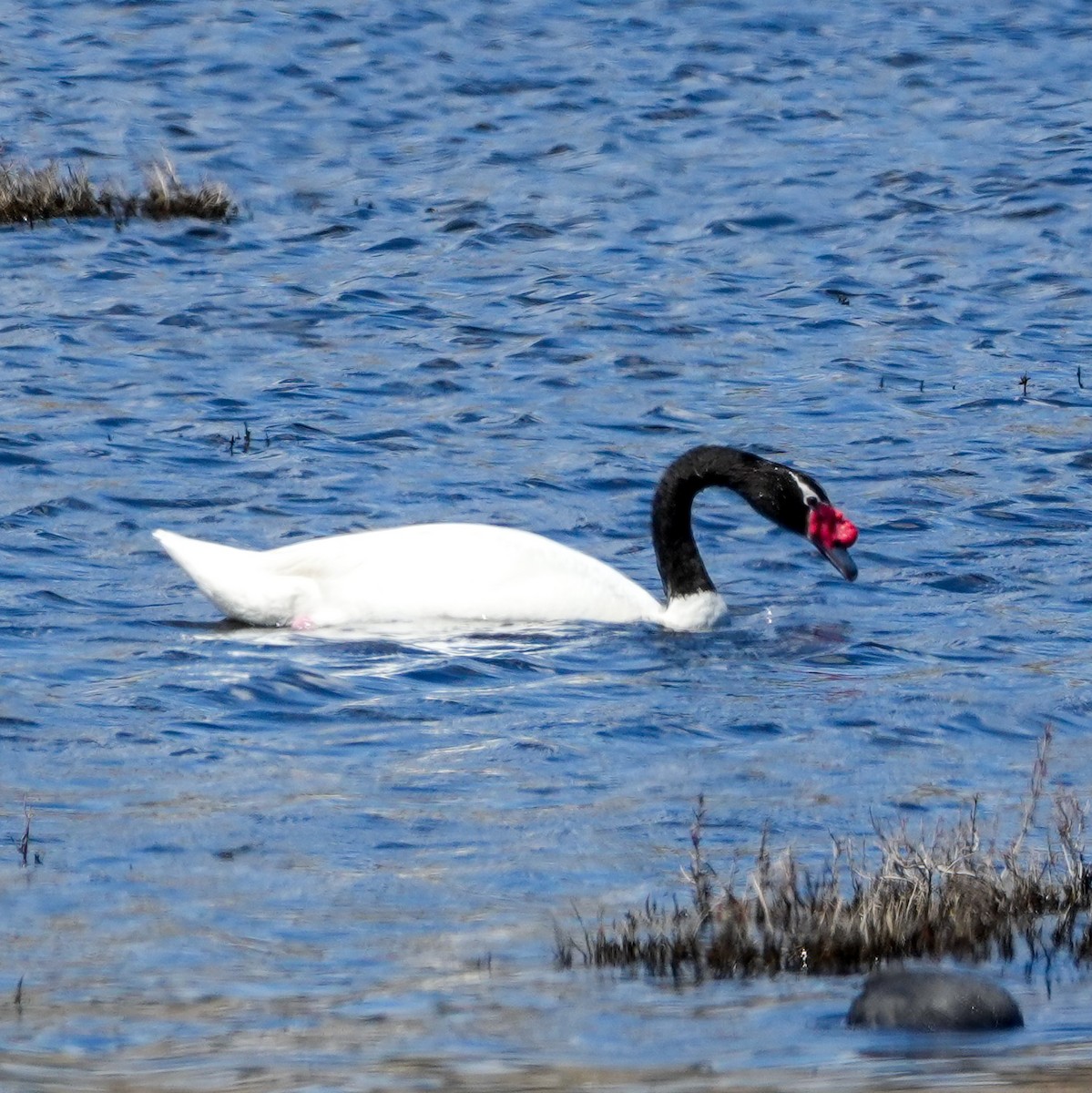 Black-necked Swan - ML643115637