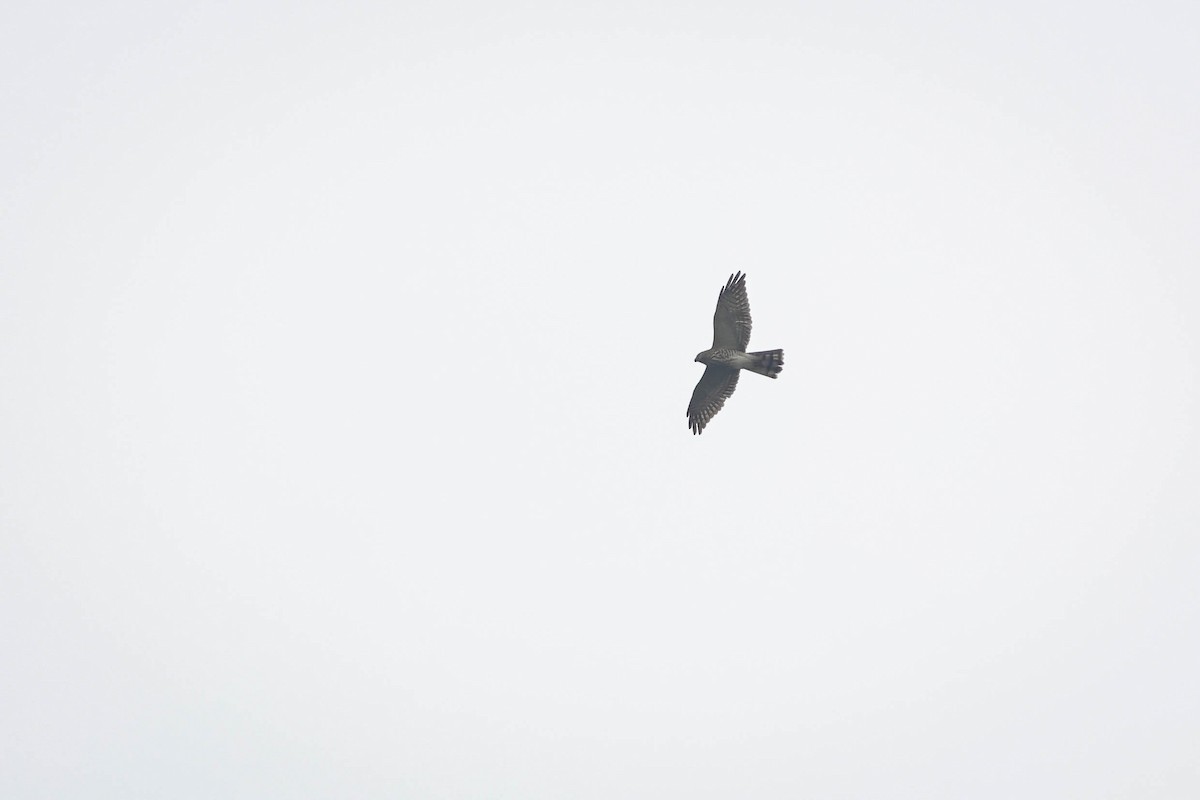 Chinese Sparrowhawk - ML643115645