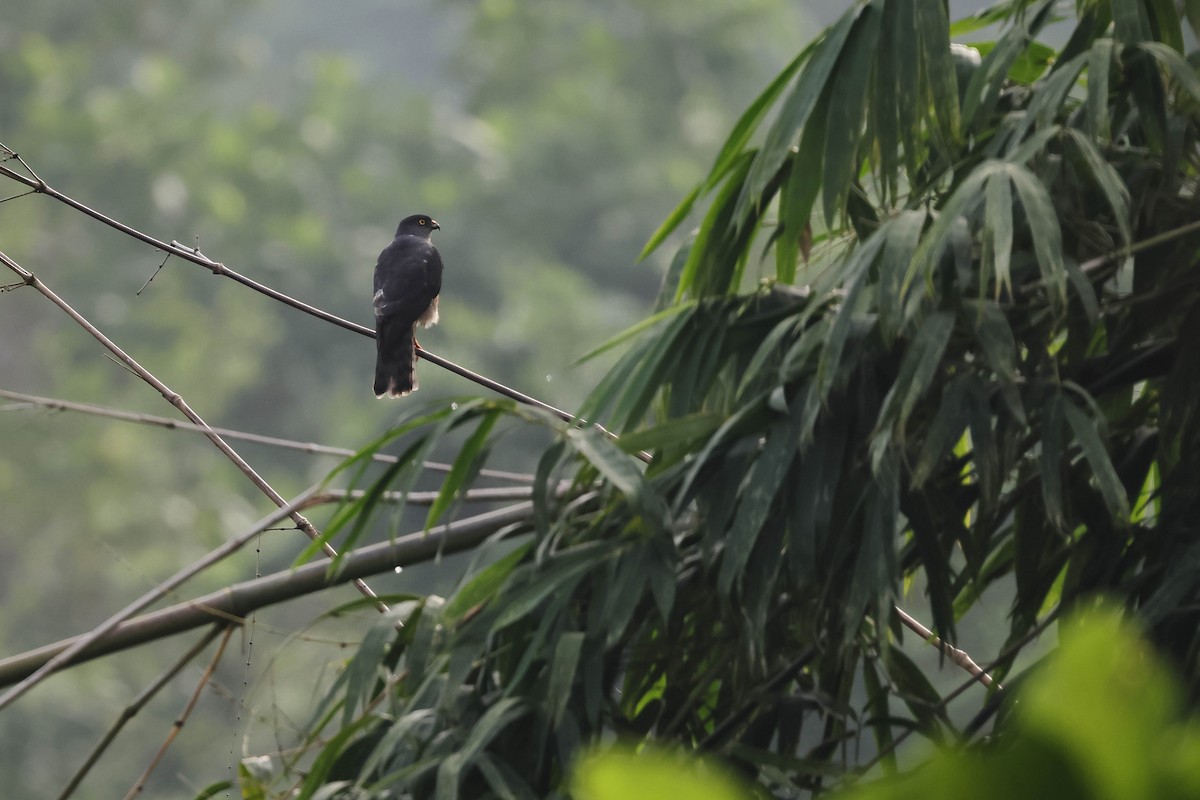 Chinese Sparrowhawk - ML643115647