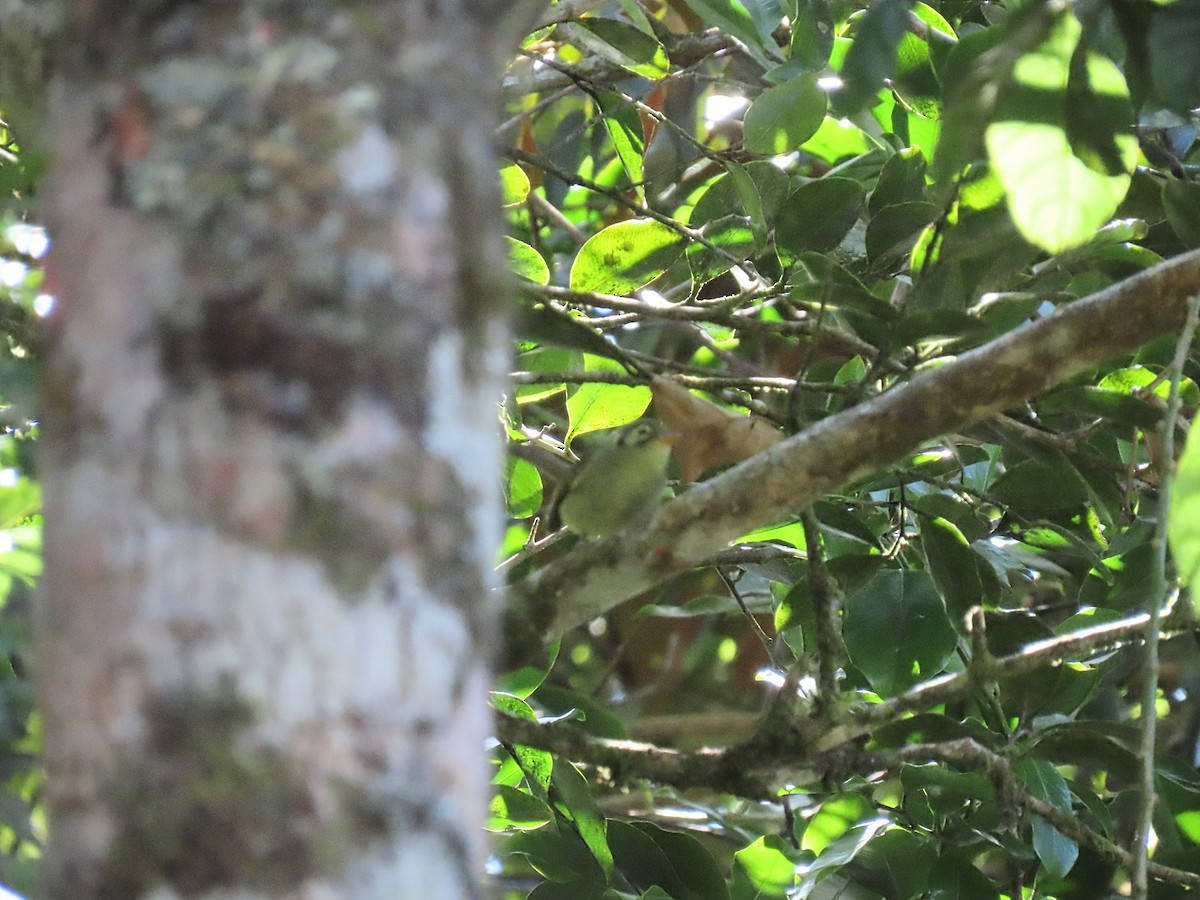 Oustalet's Tyrannulet - ML643115669